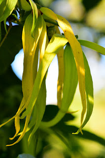 ylang ylang flower