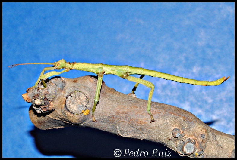 Ninfa hembra L6 de Diapherodes gigantea, 12 cm de longitud