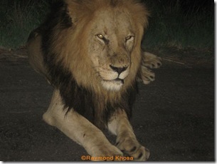 KING OF JUNGLE 010