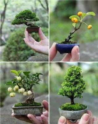 mame bonsai