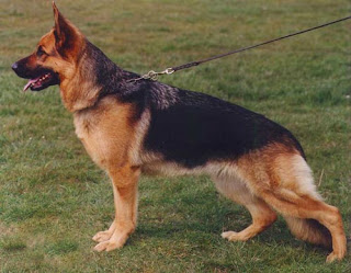 The German Shepherd: German Shepherd Colors