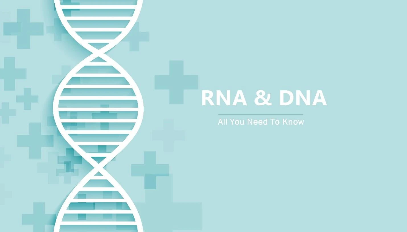 RNA and DNA