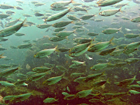 http://wavy.com/2015/03/18/hundreds-of-fish-wash-up-onshore-in-obx/