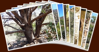 View album