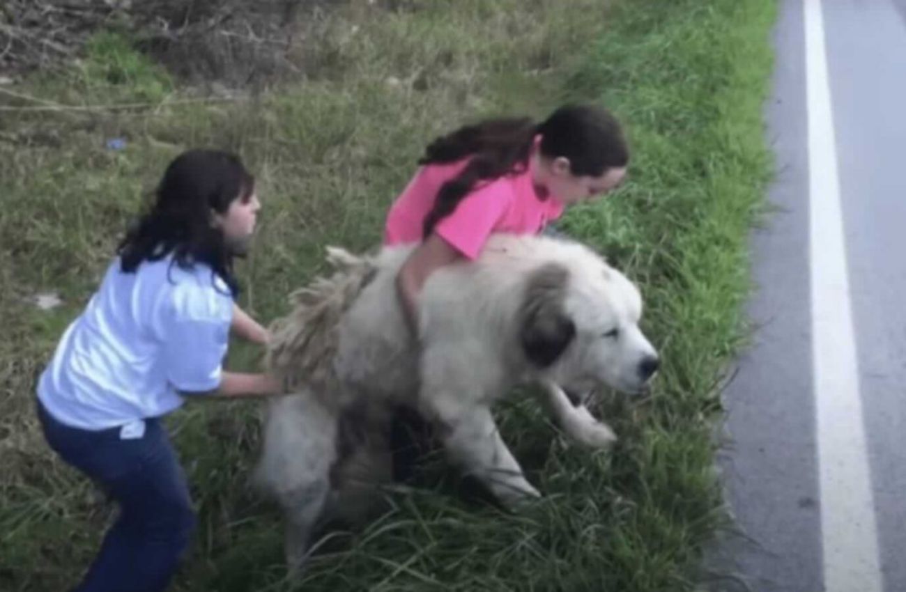 Cão gigante é abandonado na estrada e adotado por família que passava no local  + Vídeo