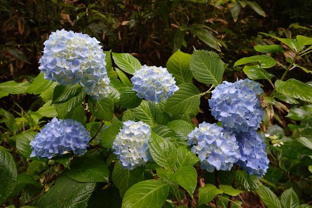 鳥取県西伯郡南部町池野 アジサイロード