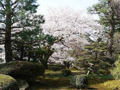 兼六園 お花見