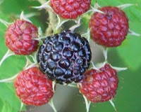 wild raspberries