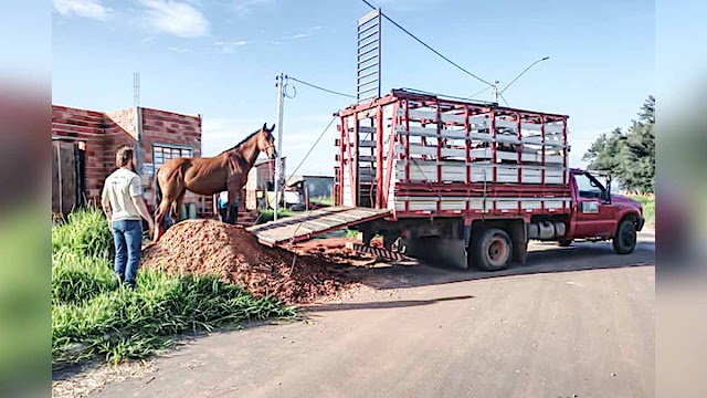 Prefeitura de Senador Canedo apreende cavalos soltos em vias públicas da cidade