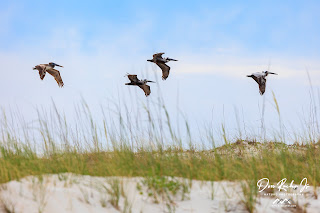 Pelicans in flight