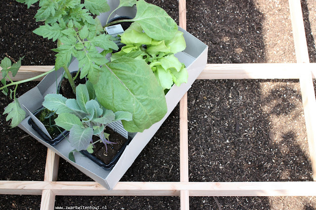 Groente uit eigen tuin! Makkelijke moestuin tips!