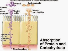  \process of absorption after digestion