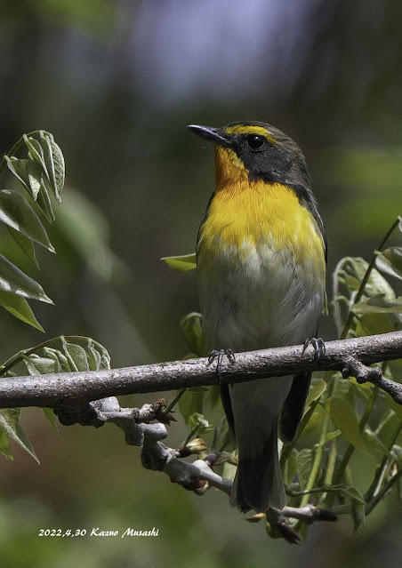 宮城の野鳥