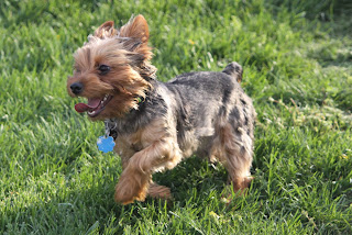 Yorkshire Terrier Dogs