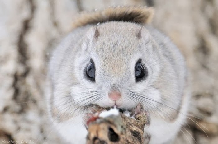 Japanese small flying squirrel are nocturnal animals