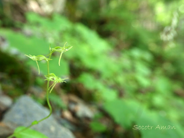 Platanthera ophrydioides