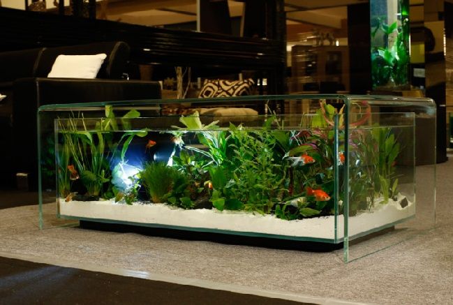8 Bentuk Aquarium Hias yang Populer Dijual Sekarang ini