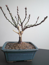 Euonymus Alatus bonsai - broom style in rectangular pot