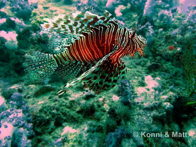 Lion Fish, Devil Fire Fish, Straits of malacca, koh lipe, thailand  