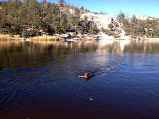 My dog swimming in Rose Canyon Lake