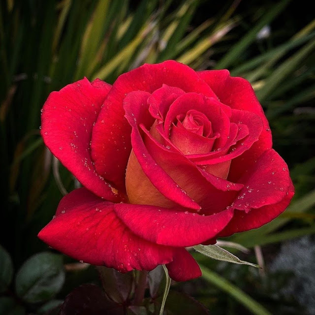 Download beautiful flower images - rose wallpaper Rose wallpaper download - NeotericIT.com