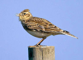 Skylark