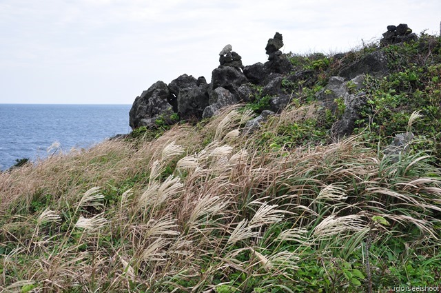 Eulalia Reeds at Seopjikoji