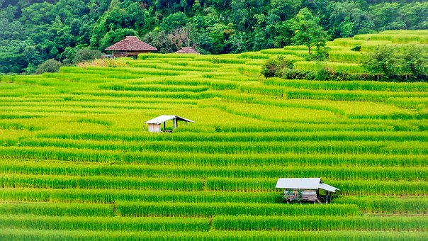 Terpopuler 20+ PotoSawah, Foto Pemandangan