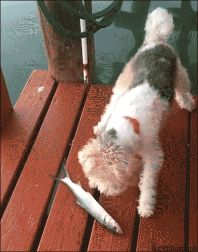 Gif animados engraçados 15