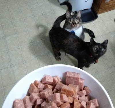 Bowl of spam with Charlie and Millie