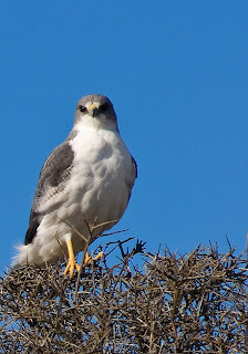 Aguilucho Común en un Molle en Punta Norte