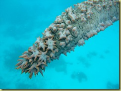 Sea Cucumber 2