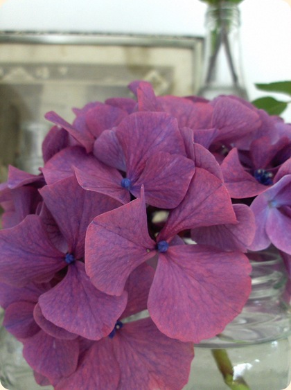 Hortensia