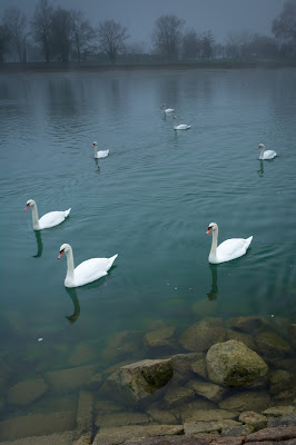 Misty Swans, Breisach, Germany