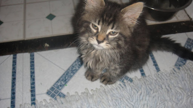 tiny tiny kitten 4 weeks old by GeorgeH23 from flickr (CC-NC-ND)