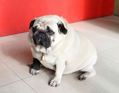 World's Heaviest Pug Seen On www.coolpicturegallery.us