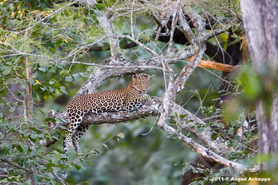 indian leopard at kabini