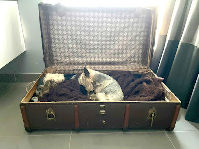 two male Yorkies cuddled up in a vintage suitcase