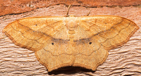 Small Blood-vein, Scopula imitaria.  Geometridae.   Hayes, 19 June 2014.