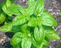 albahaca