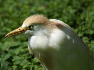 Héron garde-bœufs - Bubulcus ibis