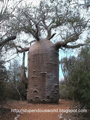 Unusual Amazing Pictures of Tree