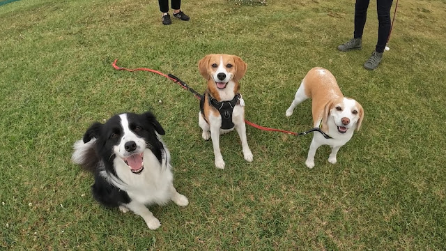 保護犬 ボーダーコリー トーマ