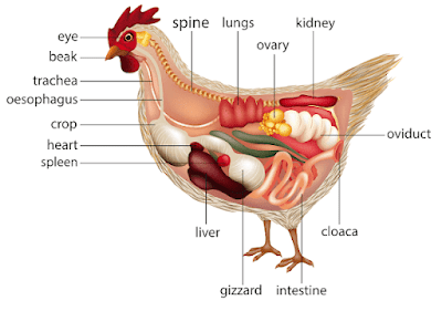 Gambar anatomi ayam betina