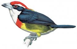 endemic birds Peru