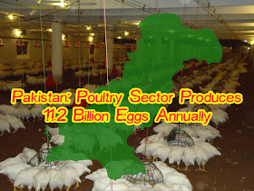 Pakistan: Poultry sector produces 11.2b eggs annually