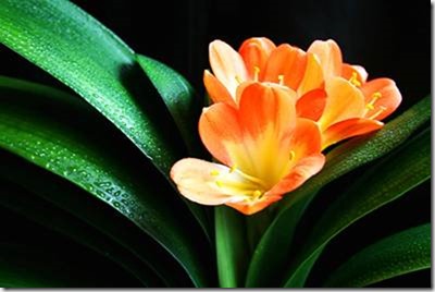 clip_image015