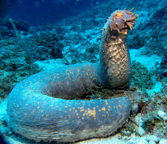 Strangest fish