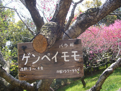 花博記念公園鶴見緑地ウォーキング・ゲンペイモモ