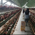 Harga Telur Ayam Negeri Sebabkan Inflasi di Wilayah Serang Banten